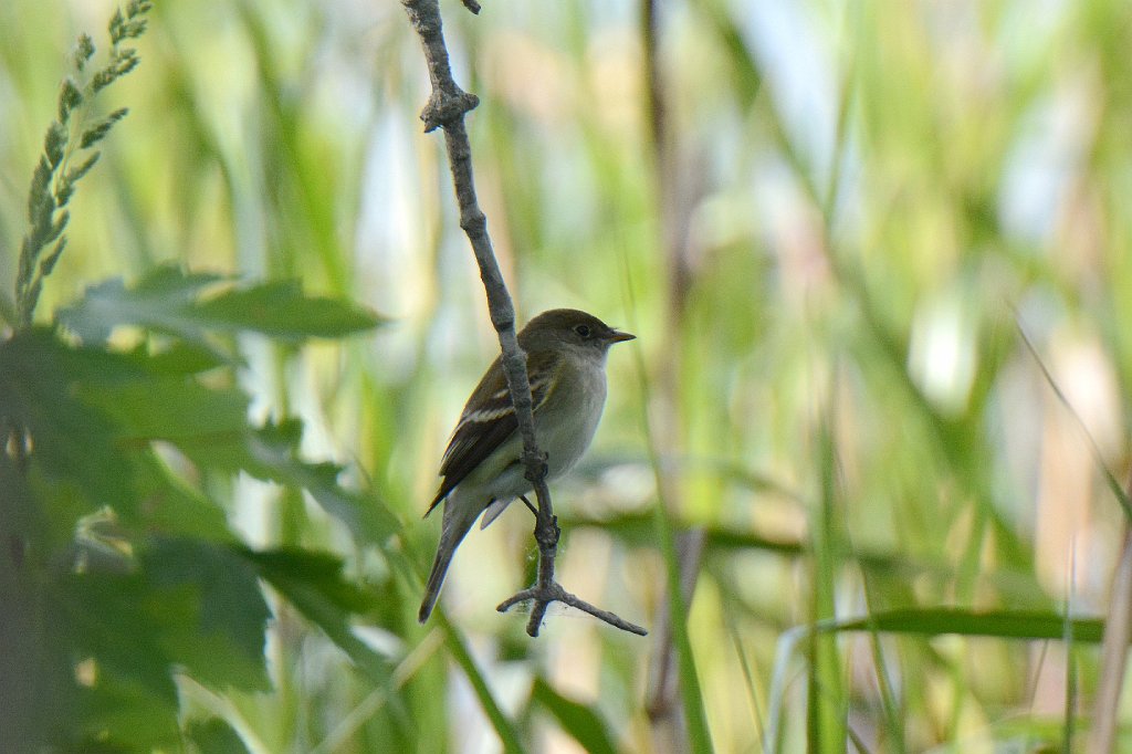 Flycatccher, Willow, 2015-05237688 Hawkeye WMA, IA.JPG - Willow Flycatcher. Hawkeye Wildlife Management Area, IA, 5-23-2015